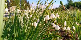 Leucojum aestivum 'Gravetye Giant' suvine märtsikelluke